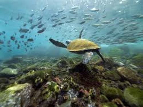 Galapagos Island Turtle
