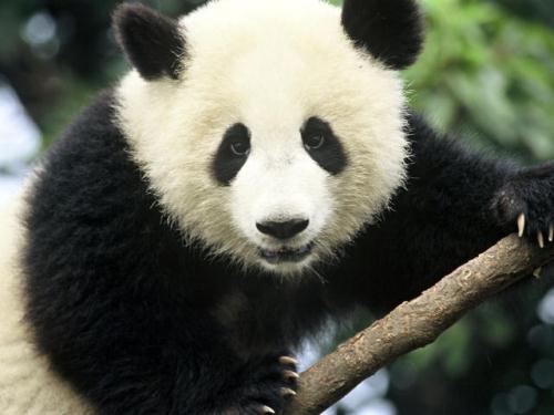 Giant Panda Facts