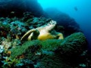 10 Interesting Green Sea Turtle Facts