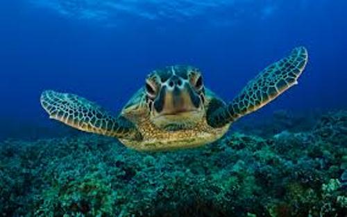 Green Sea Turtle in Ocean