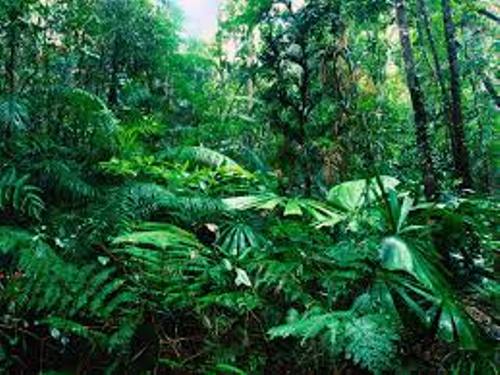 Green Tropical Rainforest