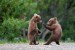 10 Interesting Grizzly Bear Facts