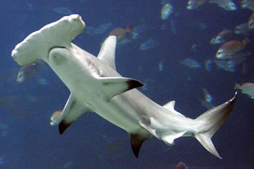 Hammerhead Shark Eats