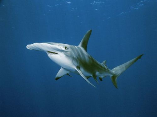 Hammerhead Shark Swims