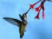 10 Interesting Hummingbird Facts