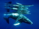 10 Interesting Humpback Whale Facts