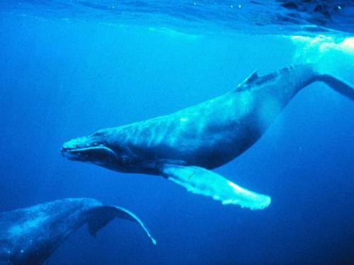 Humpback Whale Fact