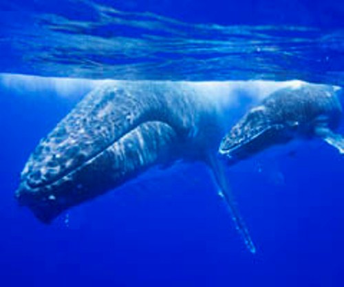  Humpback Whale Facts