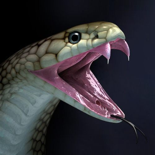 King Cobra Mouth