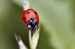 10 Interesting Ladybug Facts
