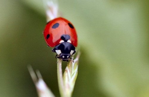 Ladybug Fact