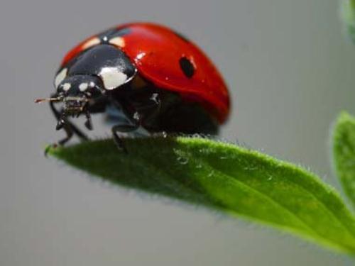 10-interesting-ladybug-facts-my-interesting-facts