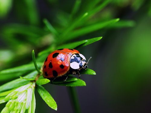 Ladybug Pics