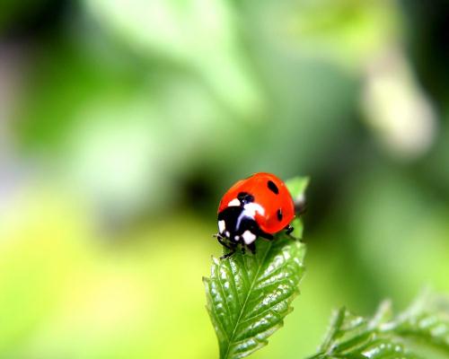 Ladybug on A Leave