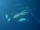 10 Interesting Narwhal Facts