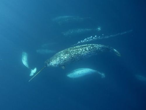 Narwhal Facts