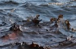 10 Interesting Oil Spill Facts