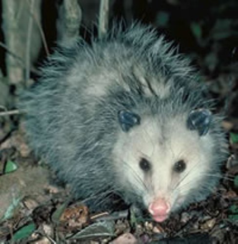 Opossum Animal