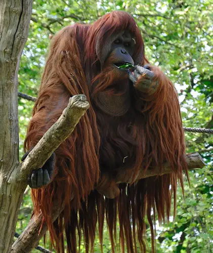 Orangutan on a Tree