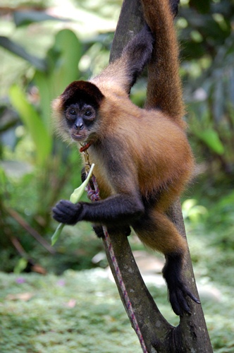 Panama spider monkey
