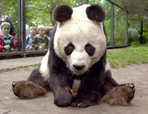 Panda at Zoo