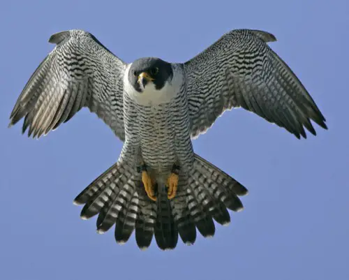 Peregrine Falcon Facts