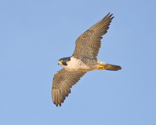 Peregrine Falcon Flies