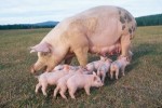 10 Interesting Pig Facts