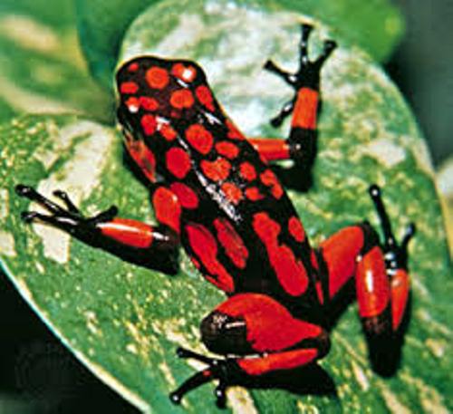 Poison Dart Frog facts