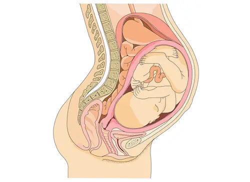 Pregnancy Foetus
