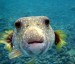 10 Interesting Puffer Fish Facts