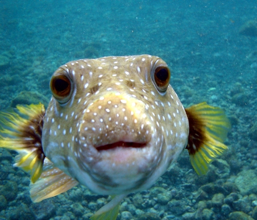 Puffer Fish Facts