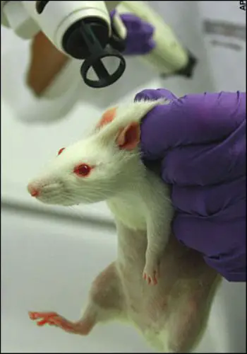 Rat Experimentation