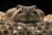 10 Interesting Rattlesnake Facts