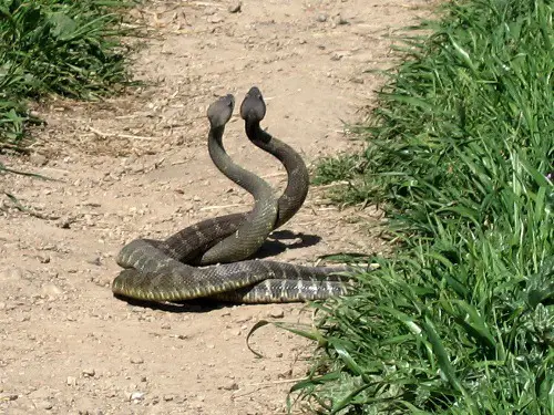 Rattlesnake in Desert