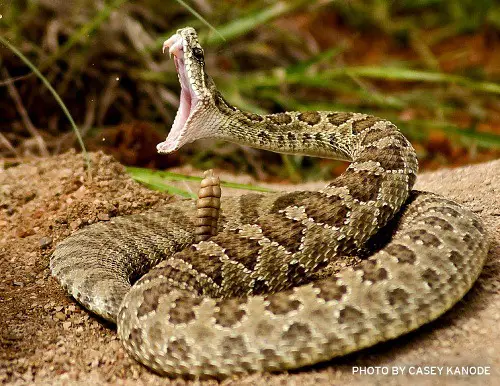 Rattlesnake in US