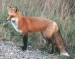 10 Interesting Red Fox Facts