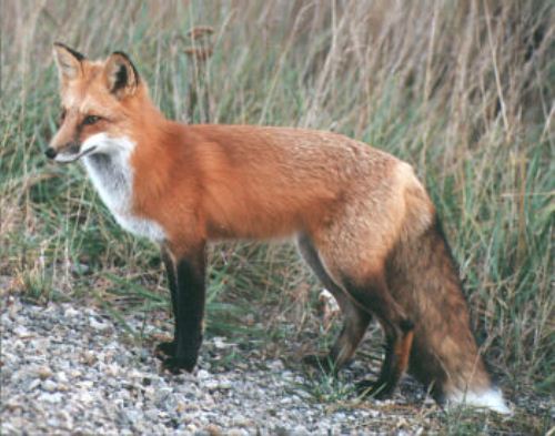 Red Fox Adult