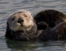 10 Interesting Sea Otter Facts