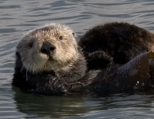 Sea Otter Facts