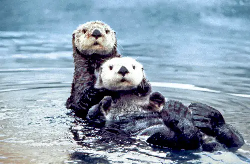 Sea Otter in Pair