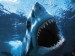 10 Interesting Shark Facts