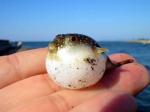 Small Puffer Fish