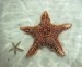 10 Interesting Starfish Facts