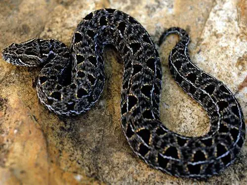 Snake in Black