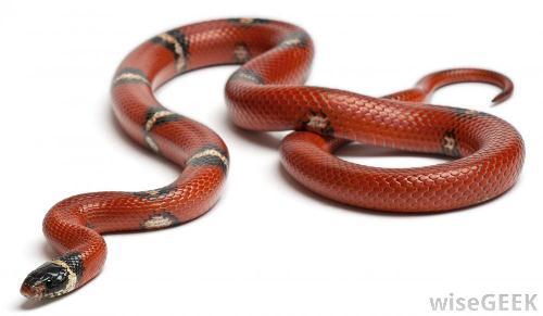Snake  in Red