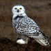 10 Interesting Snowy Owl Facts