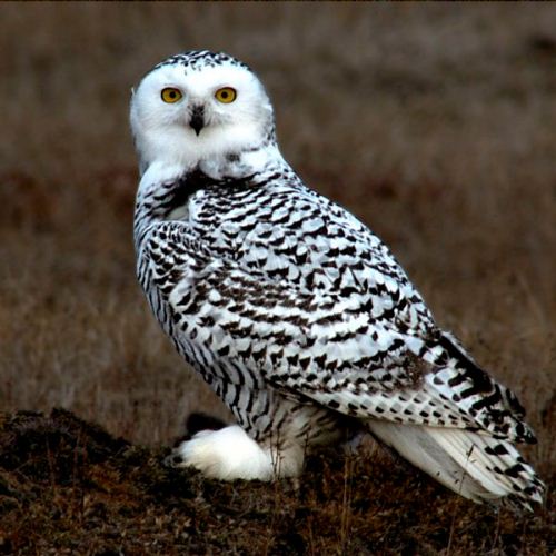 Snowy Owl Alaska