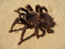 10 Interesting Spider Facts
