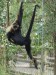 10 Interesting Spider Monkey Facts